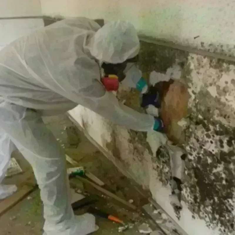 Mold Remediation and Removal in Trafalgar, IN